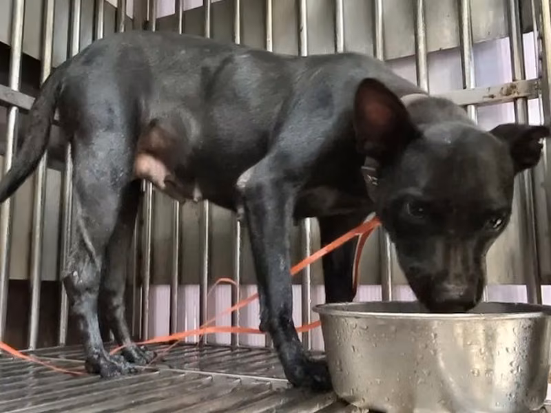 Black adult female mixed-breed dog, Medium, shelter no. …8002