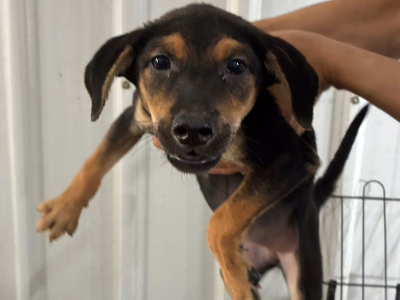 Black-and-tan young female mixed-breed dog, Small, shelter no. …5001