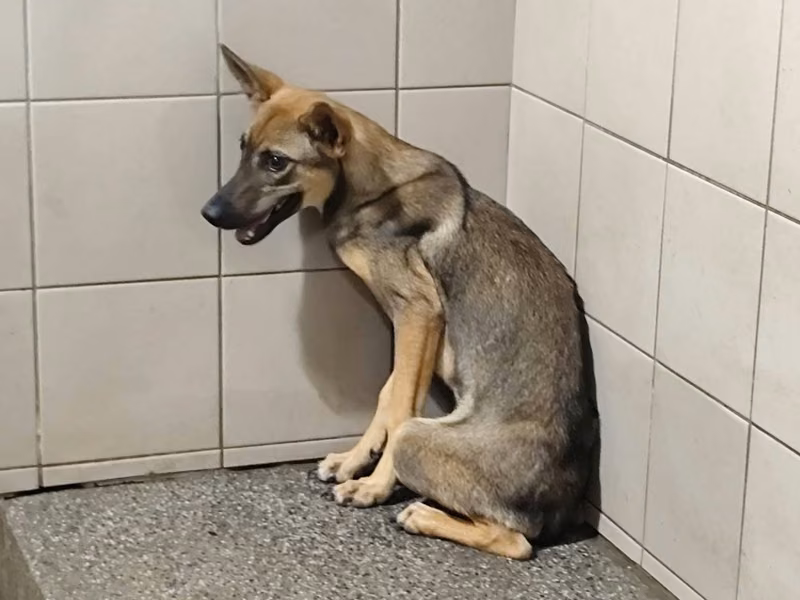 Tan adult female mixed-breed dog, Large, shelter no. …2604