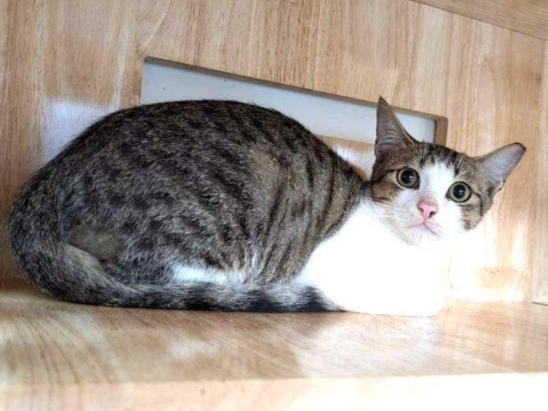 Tabby-and-white adult male mixed-breed cat, Medium, shelter no. …5003