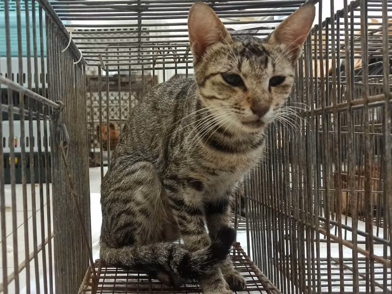 Adult female mixed-breed cat, Small, shelter no. …9C04