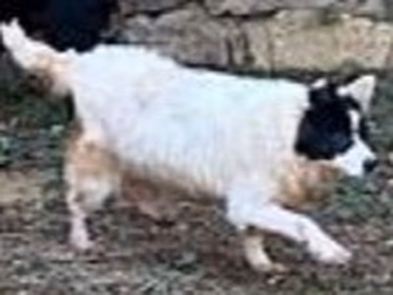 Black-and-white adult female mixed-breed dog, Medium, shelter no. …3002