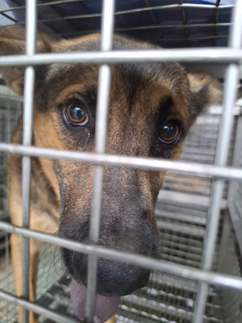 Tan adult male mixed-breed dog, Medium, shelter no. …1-06