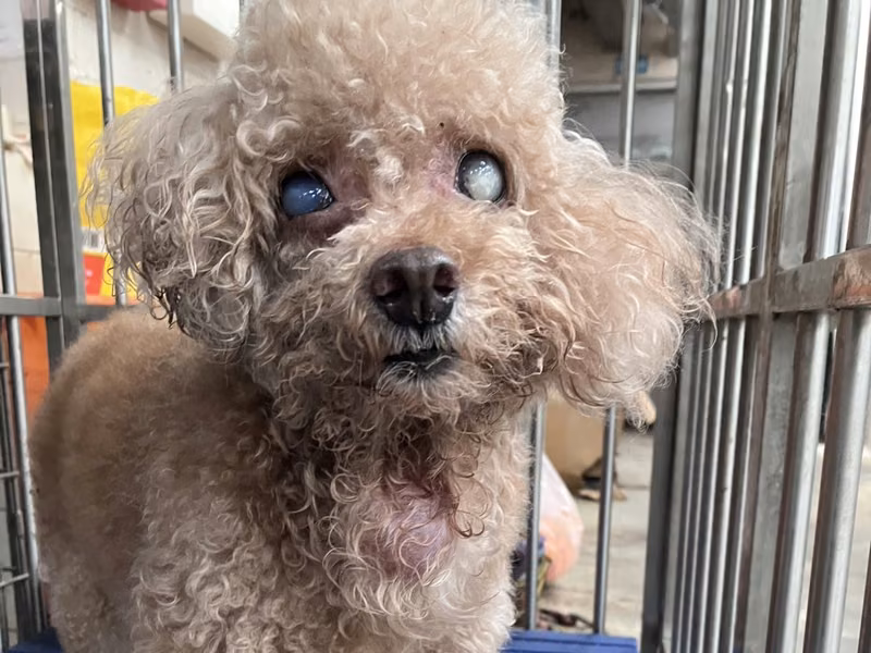 Brown adult male poodle, Small, shelter no. …2001
