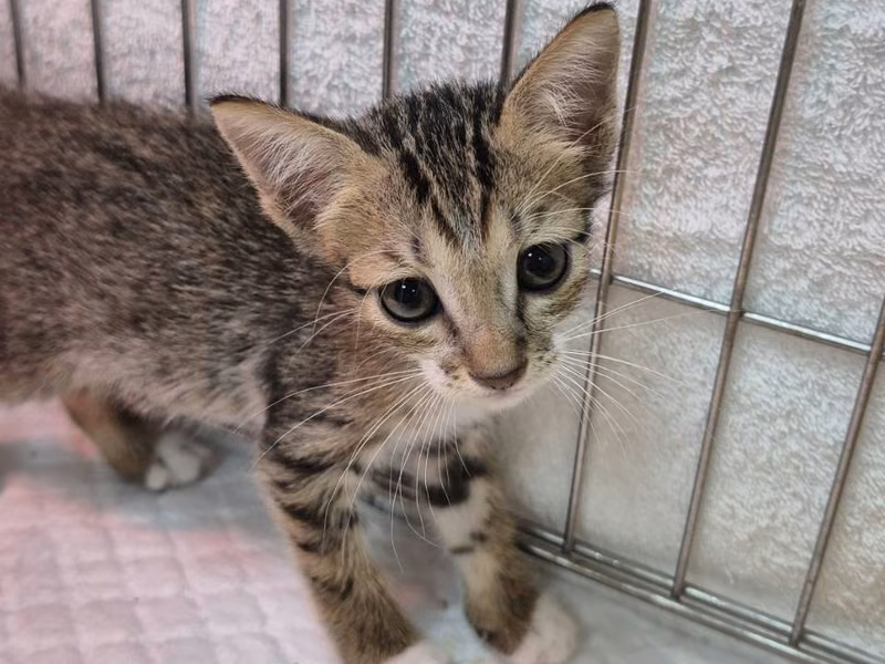 Tabby young male mixed-breed cat, Small, shelter no. …3005