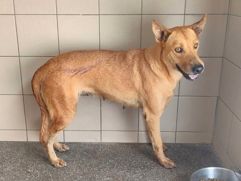 Tan adult female mixed-breed dog, Large, shelter no. …0504