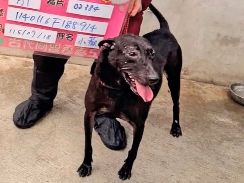 Black adult female mixed-breed dog, Medium, shelter no. …8001