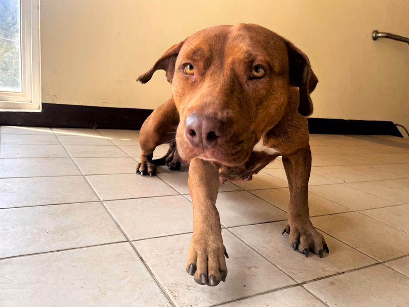 Brown adult female American Pit Bull Terrier, Medium, shelter no. …1002