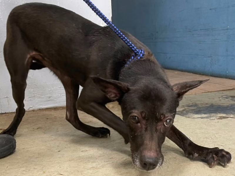 Black adult female mixed-breed dog, Medium, shelter no. …3012