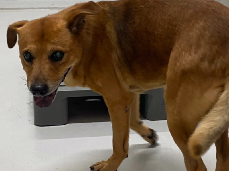 Tan adult male mixed-breed dog, Large, shelter no. …6001