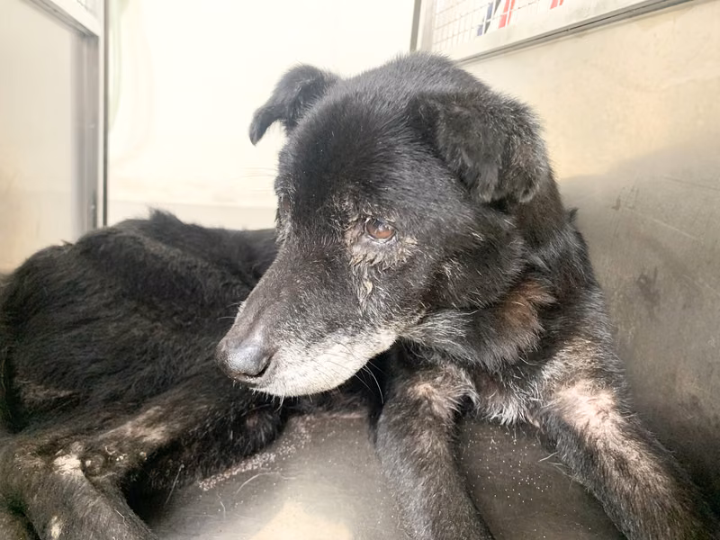 Black adult male mixed-breed dog, Medium, shelter no. …2004