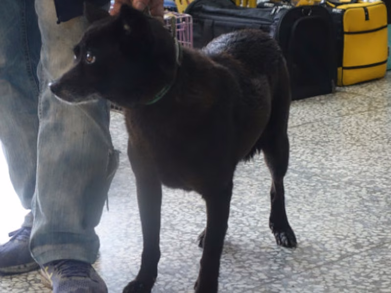 Black adult female mixed-breed dog, Large, shelter no. …0418