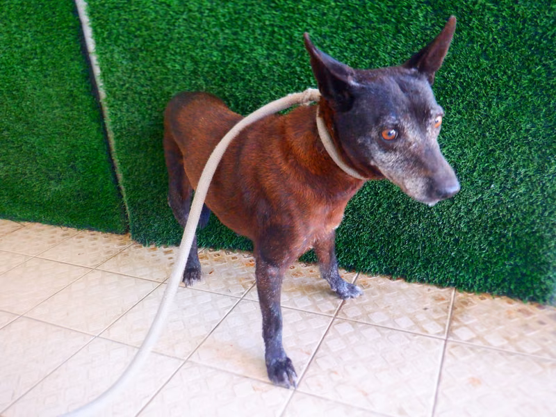 Black adult female mixed-breed dog, Medium, shelter no. …8782