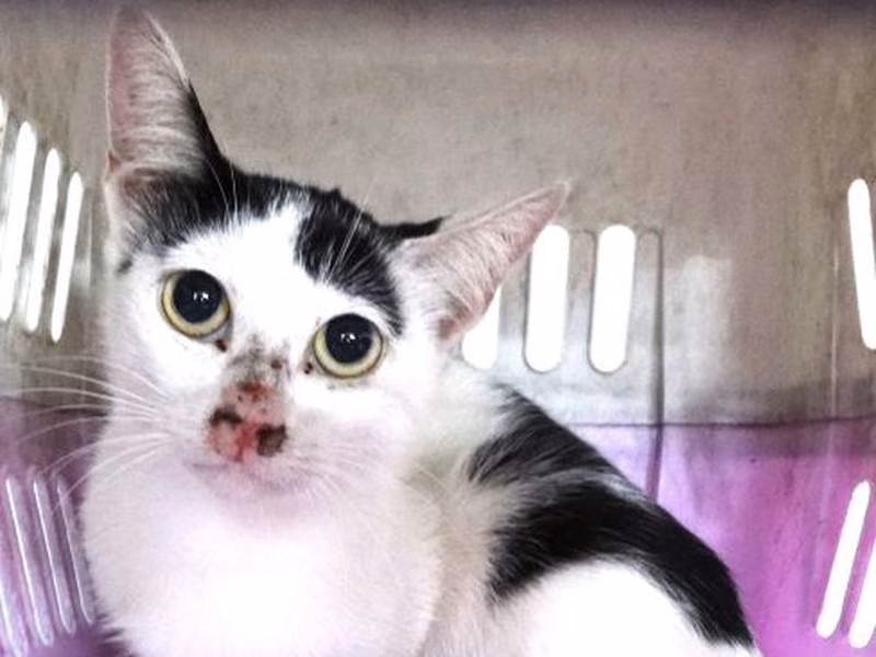 Black-and-white adult mixed-breed cat, Large, shelter no. …1759