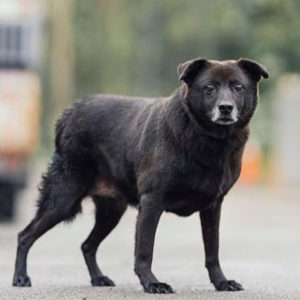 Black adult female mixed-breed dog, Medium, shelter no. …4001
