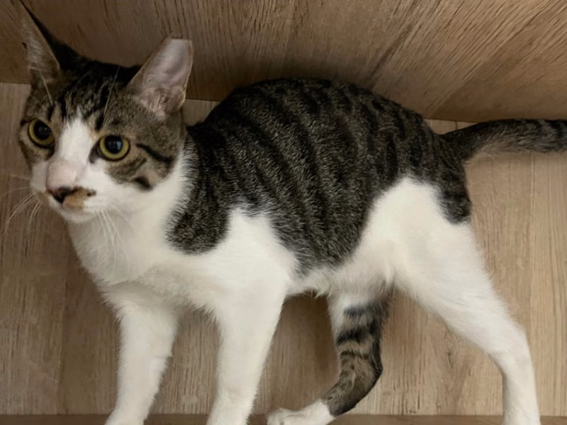 Tabby-and-white young female mixed-breed cat, Large, shelter no. …0008