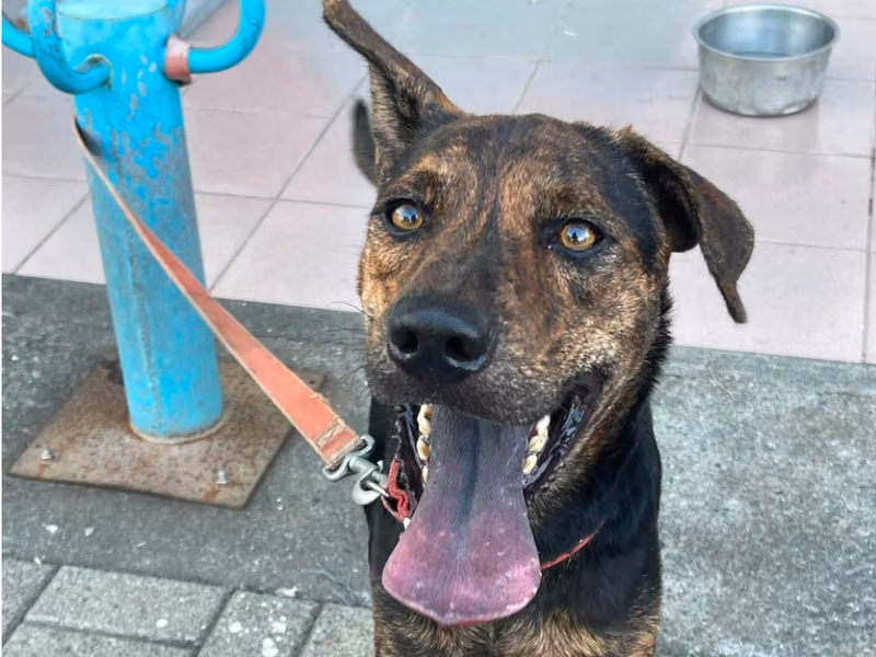 Black-and-tan adult male mixed-breed dog, Medium, shelter no. …8-07