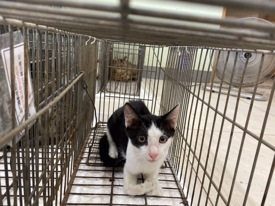 Black-and-white young male mixed-breed cat, Small, shelter no. …1C03