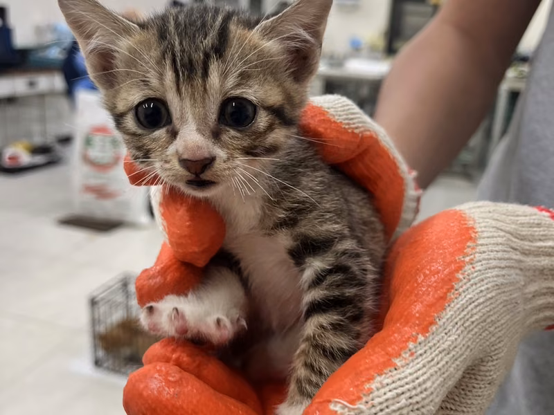 Young female mixed-breed cat, Small, shelter no. …9C13