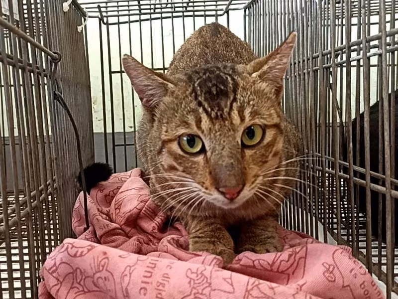 Adult male mixed-breed cat, Small, shelter no. …0C01