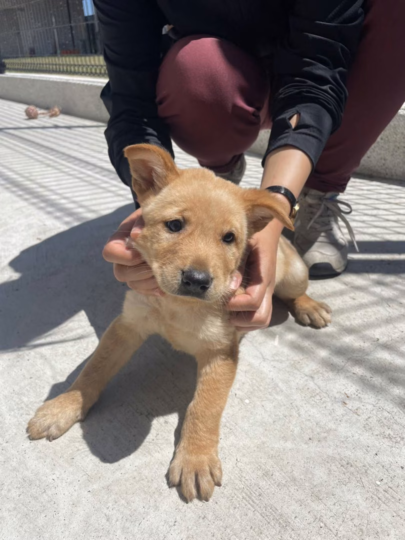黃色青年公混種犬,小型, 收容編號 …5D02