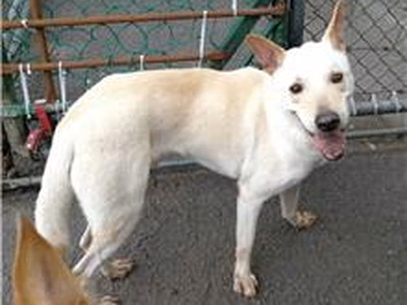 White adult male mixed-breed dog, Medium, shelter no. …0703