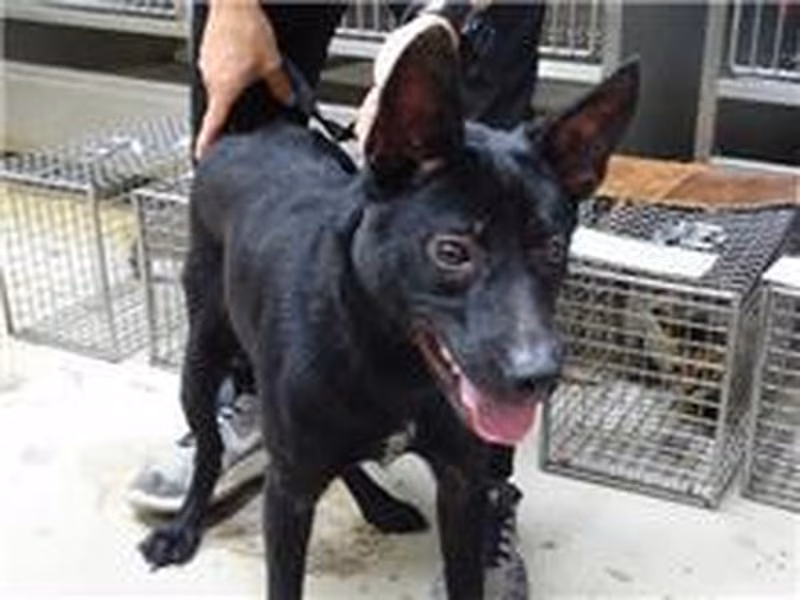 Black adult male mixed-breed dog, Medium, shelter no. …0601