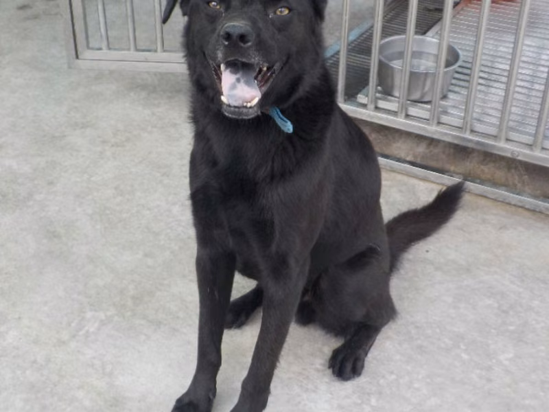 Black adult male mixed-breed dog, Large, shelter no. …4793