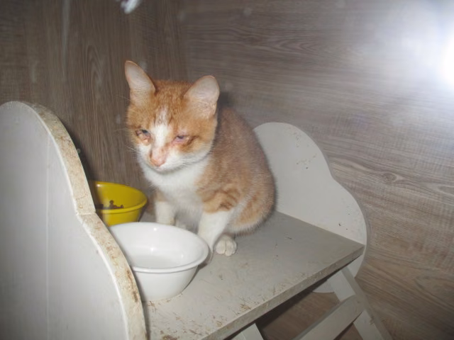 Orange tabby young male mixed-breed cat, Small, shelter no. …9001