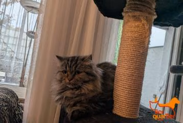 Brown tabby female domestic long-haired cat, shelter no. …4456
