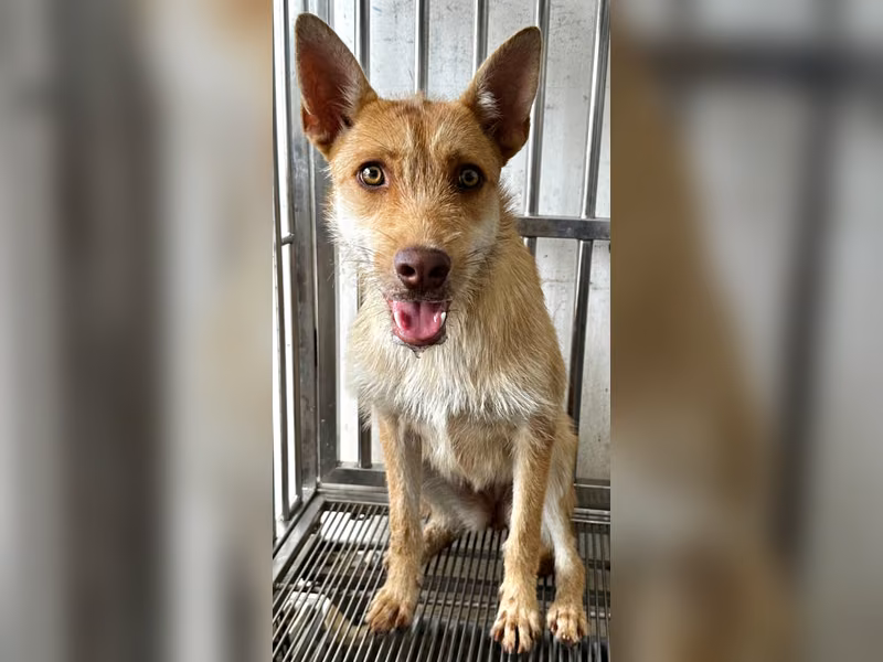 Tan adult female mixed-breed dog, Medium, shelter no. …7003