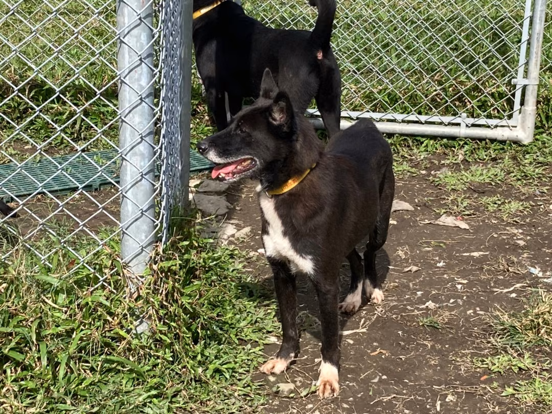 Black-and-white young male mixed-breed dog, Small, shelter no. …2203