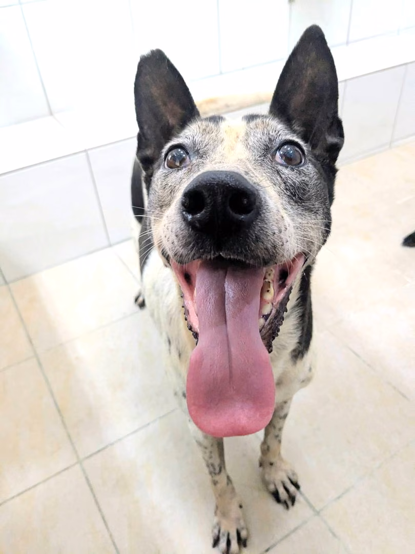 Black-and-white adult female mixed-breed dog, Medium, shelter no. …2031