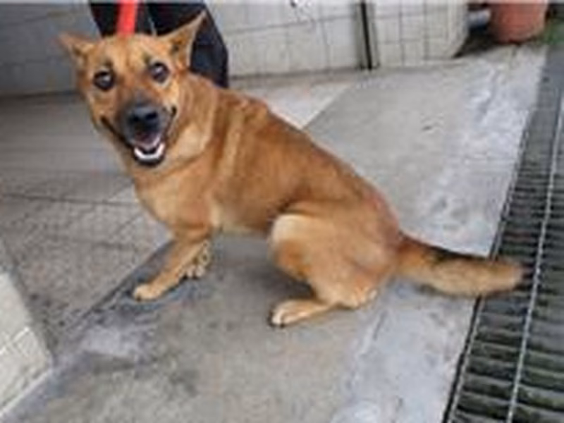 Tan adult female mixed-breed dog, Medium, shelter no. …9033
