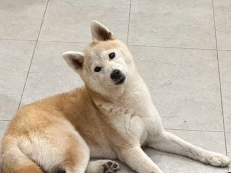 Tan adult female Shiba Inu, Medium, shelter no. …0002