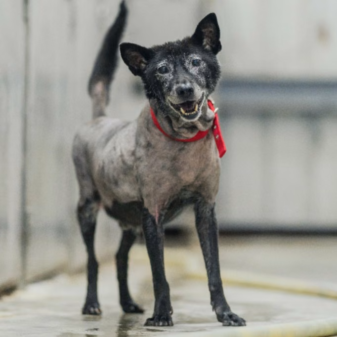 Black adult male mixed-breed dog, Medium, shelter no. …0401