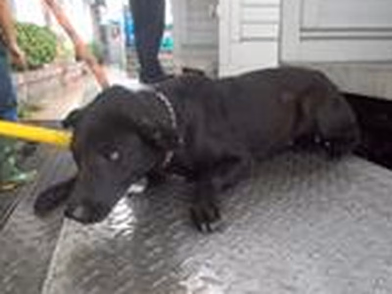 Black adult female mixed-breed dog, Medium, shelter no. …2288