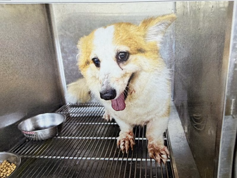 Tan-and-white adult female Welsh Corgi, Medium, shelter no. …7002