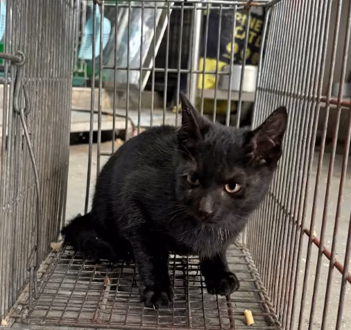 Black adult male mixed-breed cat, Medium, shelter no. …6002