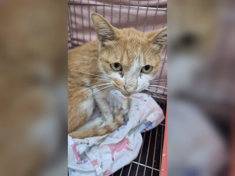 Orange-and-white adult male mixed-breed cat, Small, shelter no. …3002