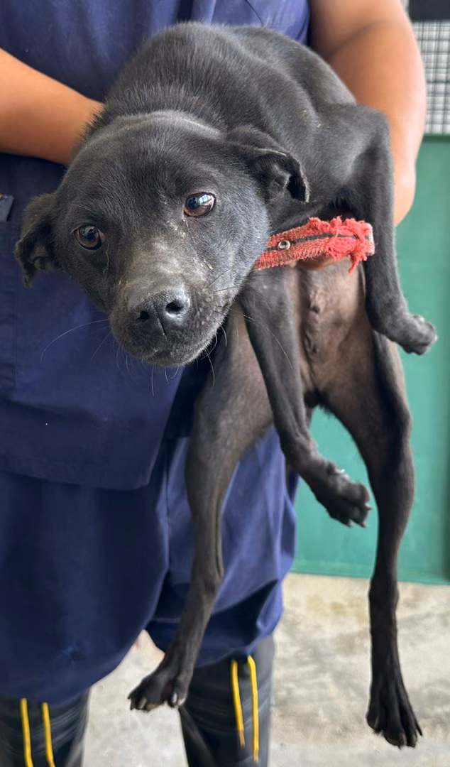 Black adult female mixed-breed dog, Medium, shelter no. …5007