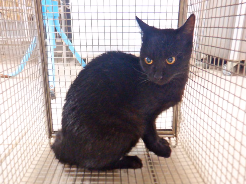 Black adult female mixed-breed cat, Small, shelter no. …25C7