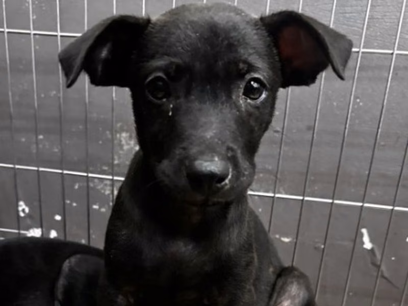 Black young male mixed-breed dog, Medium, shelter no. …3005