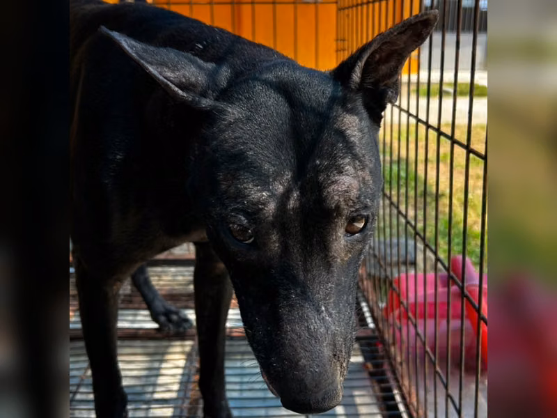 ミックス犬（オス・成犬・黒）、大型, 施設番号 …9022