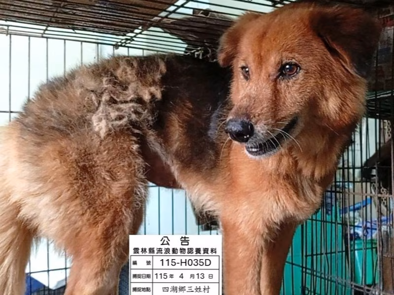 Black-and-tan adult female mixed-breed dog, Large, shelter no. …035D