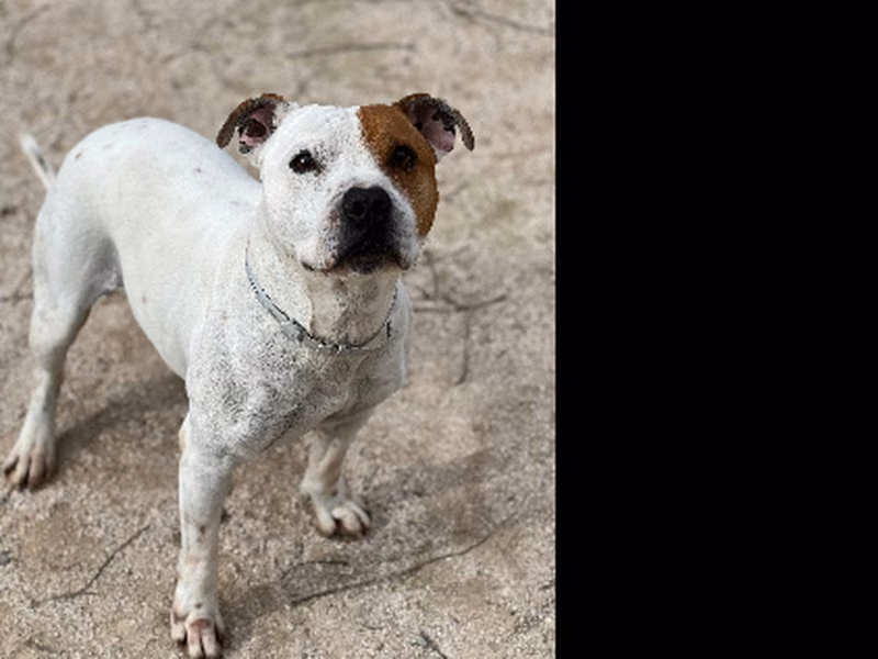 Pacheco, Adult · Male · Medium · Mixed breed