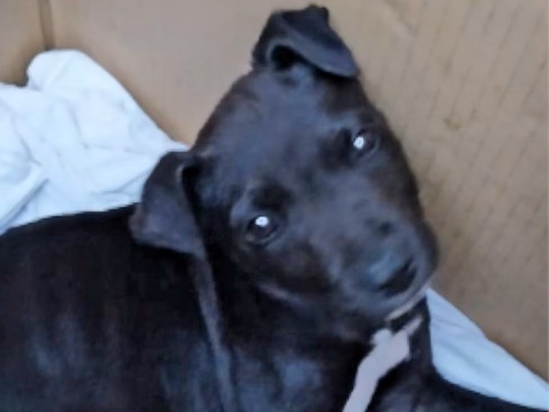 Black-and-white young male mixed-breed dog, Small, shelter no. …0374