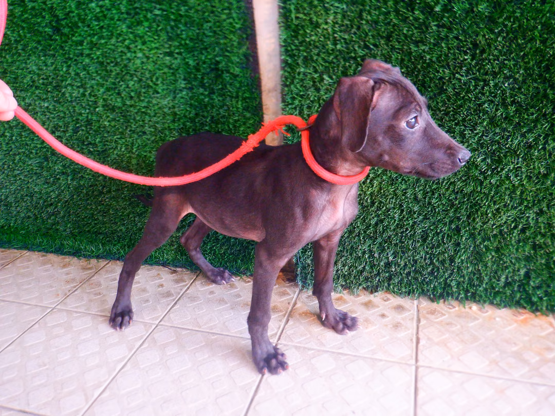 Black young male mixed-breed dog, Small, shelter no. …4152