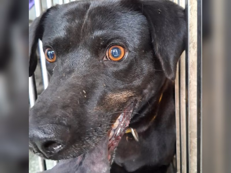 Black adult male mixed-breed dog, Medium, shelter no. …4-02