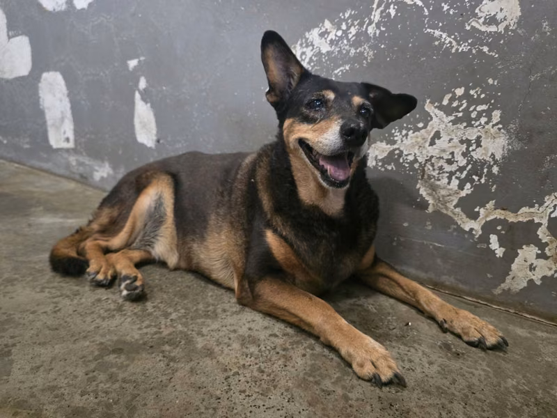 Black-and-tan adult female mixed-breed dog, Medium, shelter no. …7002